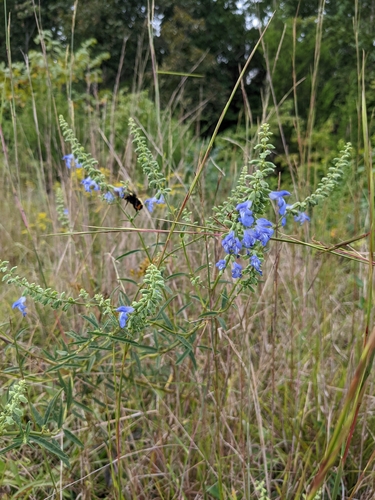 Salvia azurea var. azurea