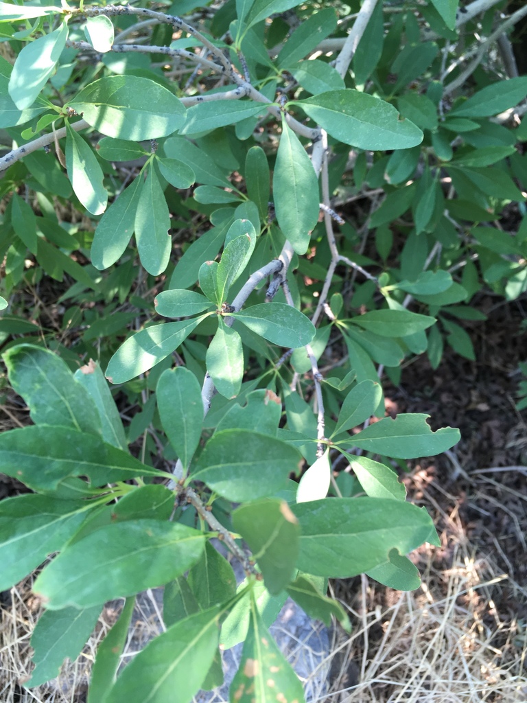 Stretchberry from E 2320 North St, Provo, UT, US on August 10, 2018 at ...