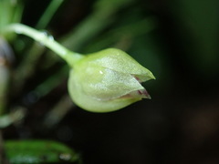 Image of Dichaea riopalenquensis