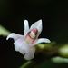Scaphyglottis prolifera - Photo (c) Rudy Gelis, all rights reserved, uploaded by Rudy Gelis