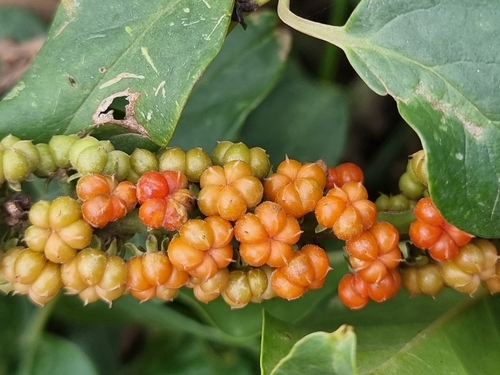 African Soapberry