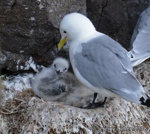 Black-legged Kittiwake