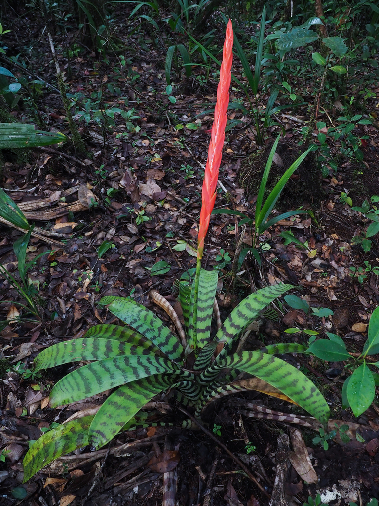 Vriesea splendens
