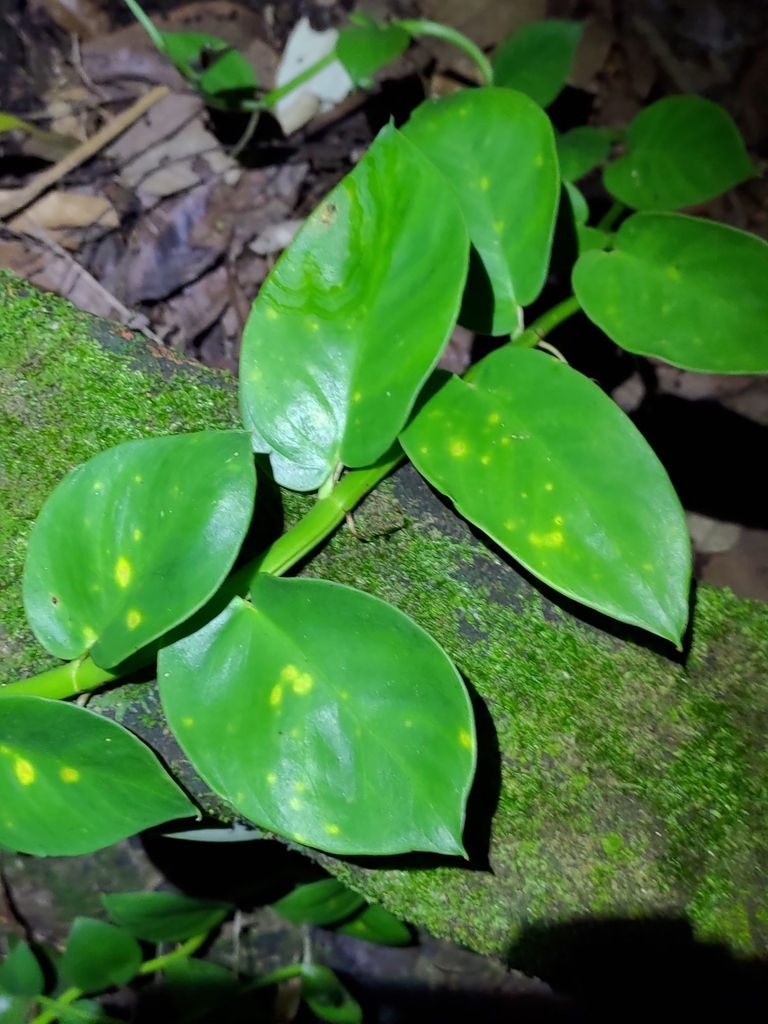 熱帯植物: Rhaphidophora sp. Kpg. Lui Muda 熱帯植物: Rhaphidophora sp. Kpg. Lui Muda - メルカリ