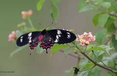 ヘクトールベニモンアゲハ (Pachliopta hector) · iNaturalist
