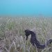 Observation photo