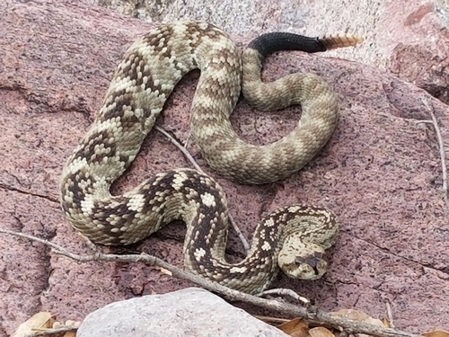Eastern Black-tailed Rattlesnake