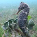 Observation photo