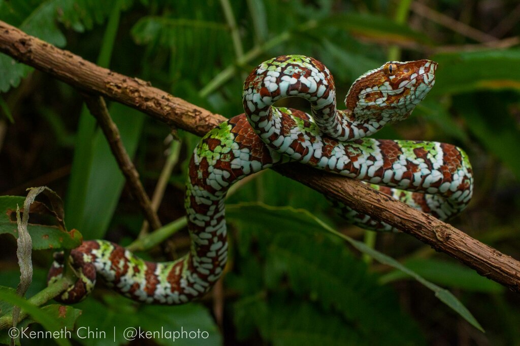 Broad-banded Temple Pitviper from Tomohon, Tomohon City, North Sulawesi ...