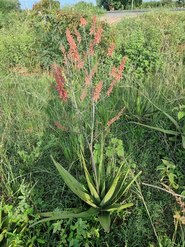 Aloe butiabana · NaturaLista Mexico