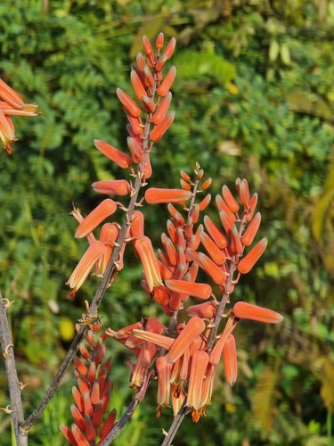 Aloe butiabana