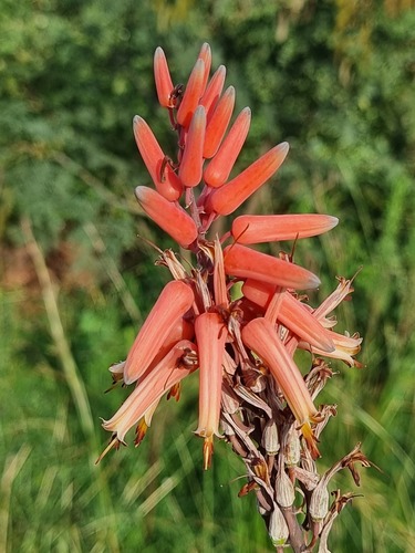Aloe butiabana
