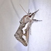 Purslane Moth - Photo (c) Jay Keller, all rights reserved, uploaded by Jay Keller