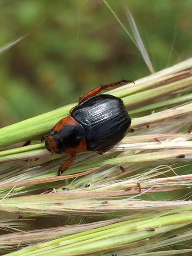 Pachystethus matzapatlecus · iNaturalist