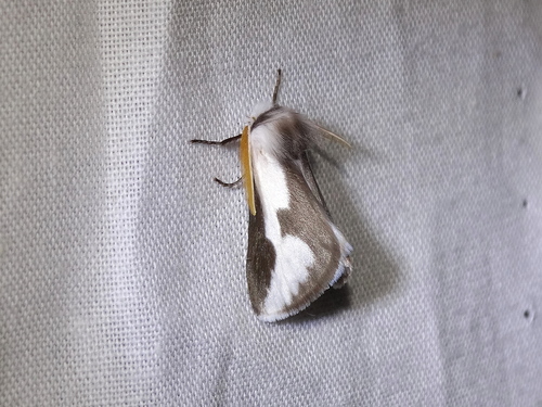 Norape tener (Druce, 1897)