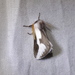Mesquite Stinger Moth - Photo (c) Jay Keller, all rights reserved, uploaded by Jay Keller