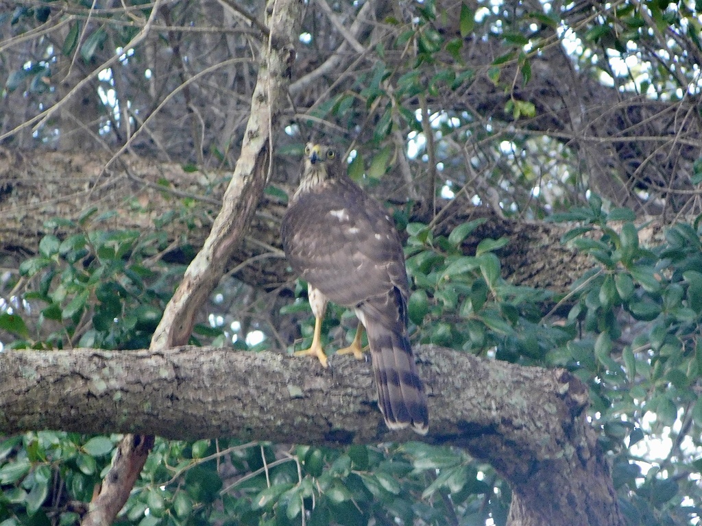 Cooper's Hawk from Turtle Island, Naples, FL, US on September 9, 2022
