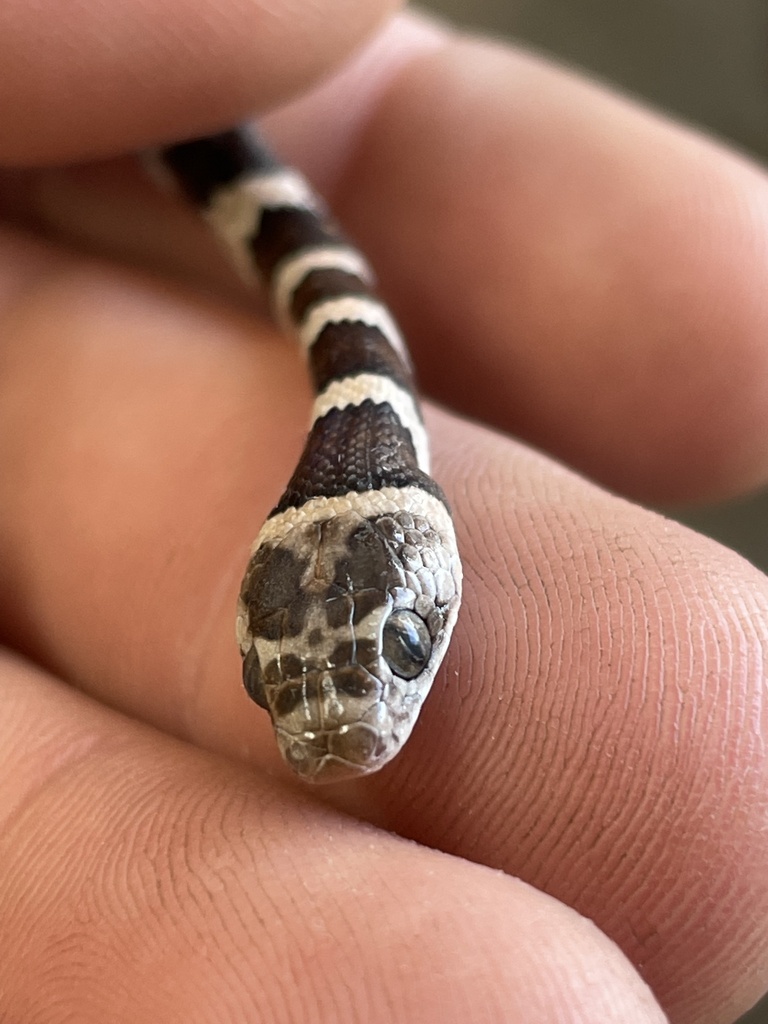 Mexican Lyre Snake from Asientos, Aguascalientes, MX on September 7 ...