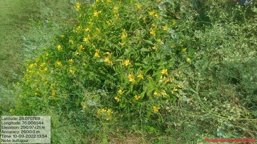 Barleria prionitis prionitoides