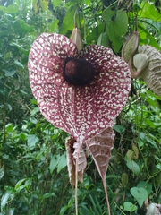 Aristolochia grandiflora image