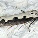 Ethmia bipunctella - Photo (c) naturecandids, todos los derechos reservados, subido por naturecandids