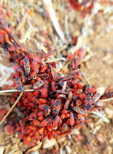 Mediterranean red bug