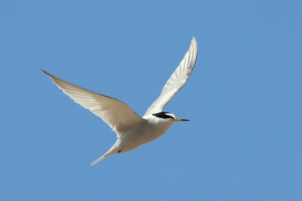Peruvian Tern photo