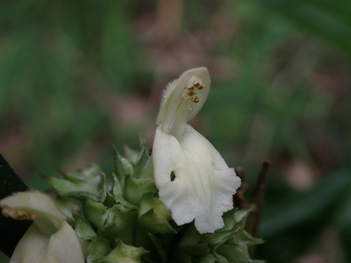 Paraphlomis javanica