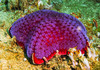 Echinoderms - Photo (c) Lesley Clements, all rights reserved