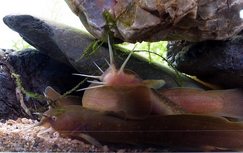 Torrent Catfishes