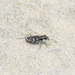 Pacific Hairy-necked Tiger Beetle - Photo (c) Bill Bouton, all rights reserved