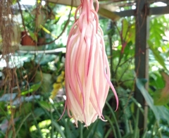 Epiphyllum oxypetalum image