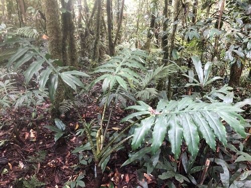 Alocasia brancifolia