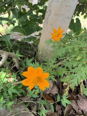 Cosmos sulphureus image