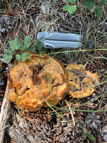 iNaturalist observation photo of Phaeolus