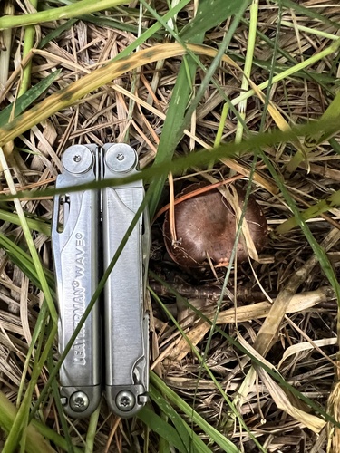 iNaturalist observation photo of Pine Spikes
