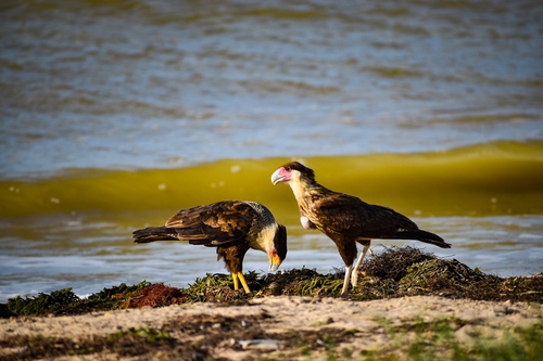 Crested Caracara