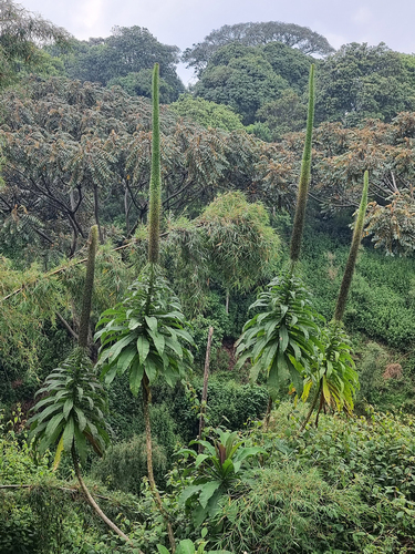 Lobelia giberroa