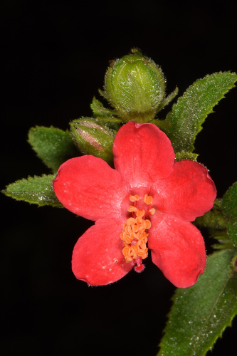 Hibiscus aponeurus