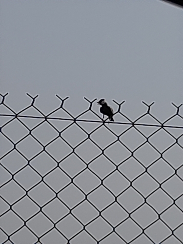 Black-crowned Sparrow-Lark