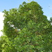 Syzygium balansae - Photo (c) Ben Caledonia, todos os direitos reservados, uploaded by Ben Caledonia