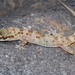 Hemidactylus dawudazraqi - Photo (c) Christian Langner, todos los derechos reservados, subido por Christian Langner