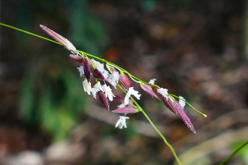 Oryza neocaledonica · iNaturalist
