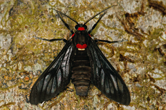 Image of Saurita phoenicosticta