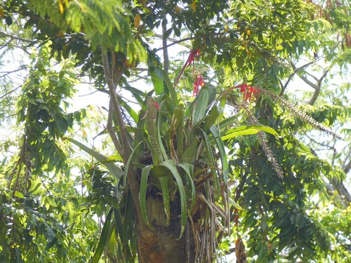 vase bromeliad