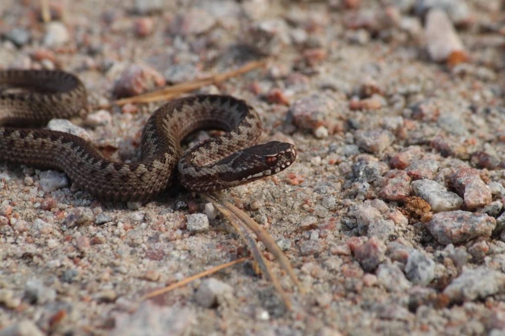 Adder from 22559 Hamburg, Deutschland on June 10, 2022 at 11:34 AM by ...