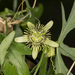 Passiflora tenuiloba - Photo (c) Jason Penney, todos os direitos reservados