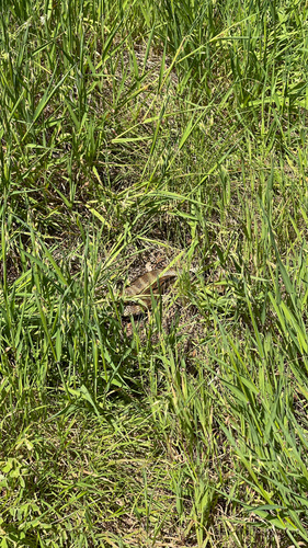 Tiger Snake sighting