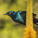 Cape Starling - Photo (c) gerhards, all rights reserved