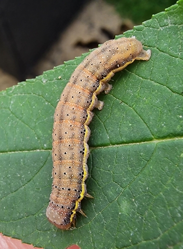 Bright-line Brown-eye